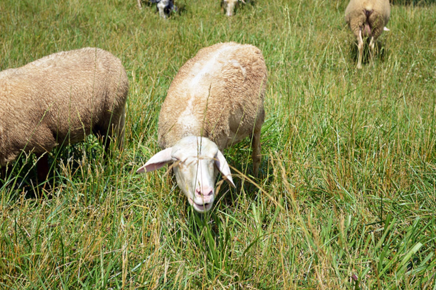 Taking a tour of Many Fold Farm