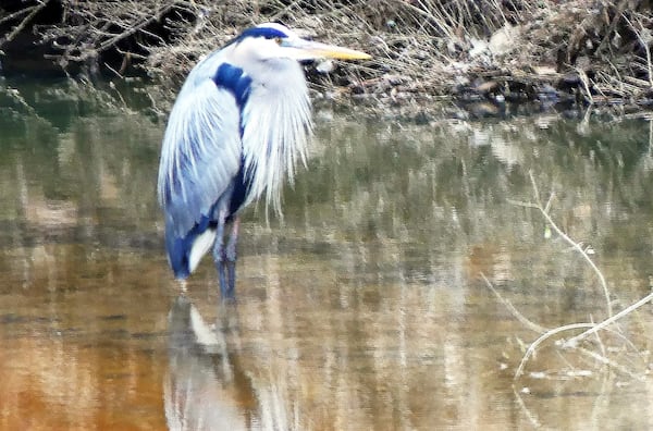 This great blue heron, standing in a creek last week in the Clyde Shepherd Nature Preserve in DeKalb County, already is in its bright breeding plumage. 
Courtesy of Charles Seabrook