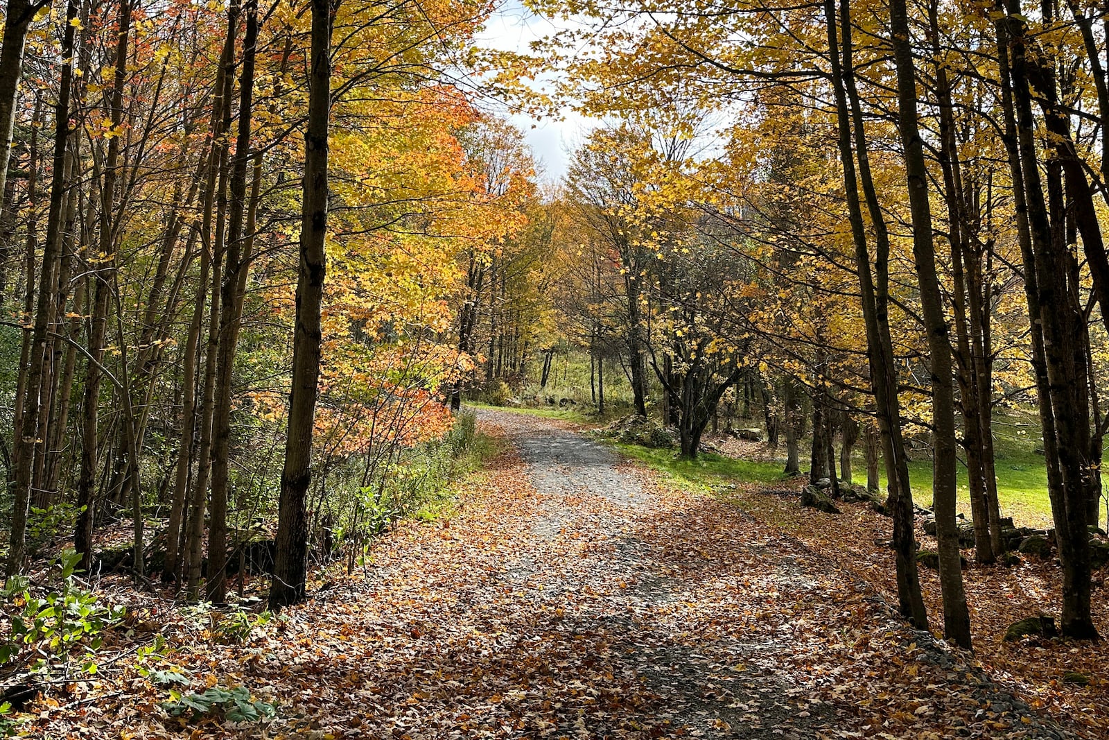 Fall foliage and fallen leaves are seen a back road in Marshfield, Vt., Tuesday, Oct. 15, 2024. (AP Photo/Lisa Rathke)