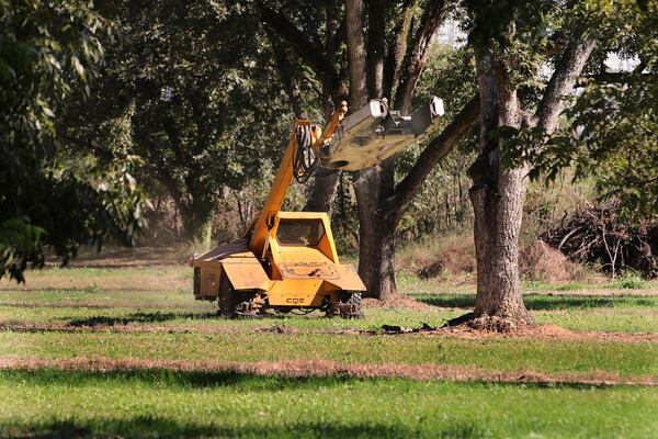 The pecan shaker maneuvers in place at the next tree.
Eric Dusenbery for The Atlanta Journal-Constitution