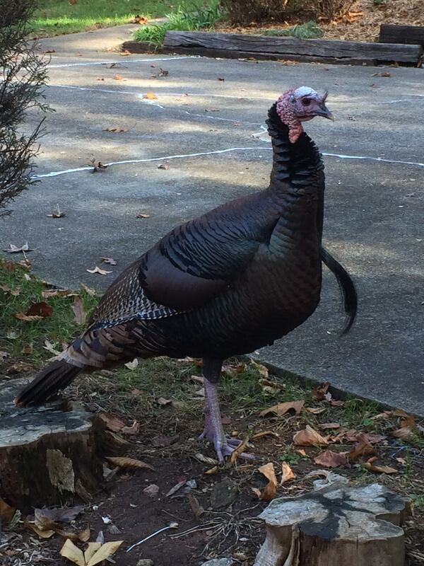 "Our neighborhood frequent visitor in Kennesaw is proud and ready for his special turkey day celebration," wrote Bob Powser.