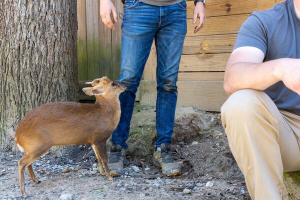 Marvin the muntjac, also known as a barking deer, is seen with staff at Yellow River Wildlife Sanctuary in Lilburn on Friday, March 29, 2024. (Arvin Temkar / arvin.temkar@ajc.com)