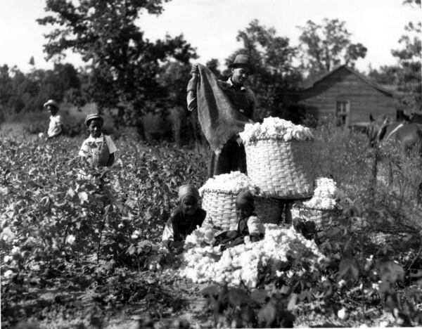 Cotton picking on the Roosevelt farm in Warm Springs, Meriweather County, GA. (Kenneth Rogers/AJC Staff) 1930s