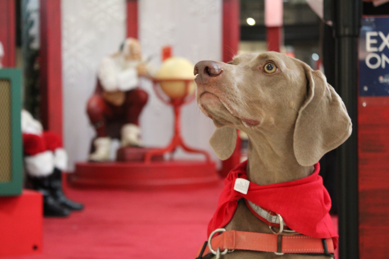 Pet photos with Santa