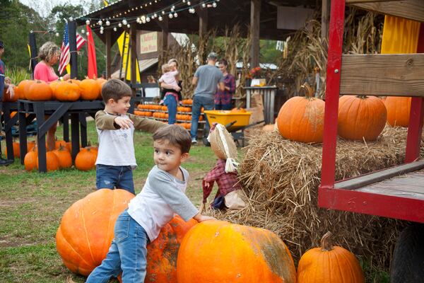 Find just-the-right sized pumpkins, from mini to maxis, at Buford Corn Maze.
(Courtesy of Morton, Vardeman & Carlson)