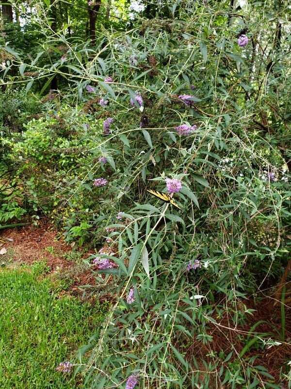 "Butterfly nectar from Butterfly Bush in my front yard in Ellenwood" wrote Gloria Hill