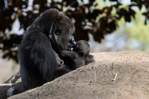 Mama Kudzoo gives Mijadala, Zoo Atlanta's newest infant female gorilla, a kiss.