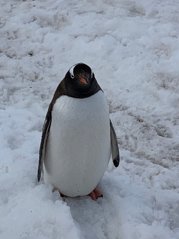 Bennet Alsher submitted this photo of an adult penguin in Antarctica.