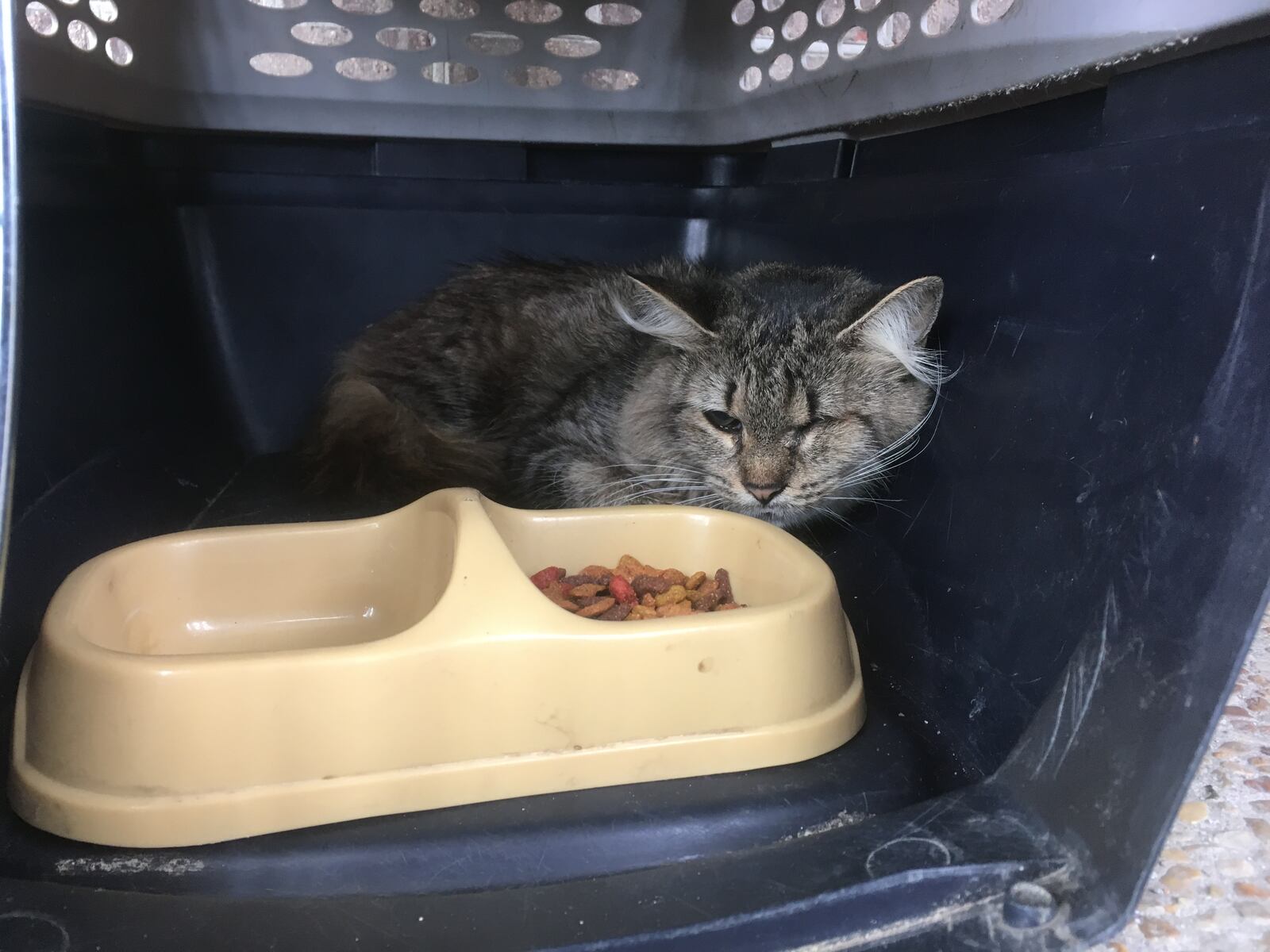 Trina Greene's one-eyed cat, Kitty, devised a clever safety plan during Hurricane Matthew, hiding in the washing machine. This time she and Trina evacuated. Photo: Jennifer Brett