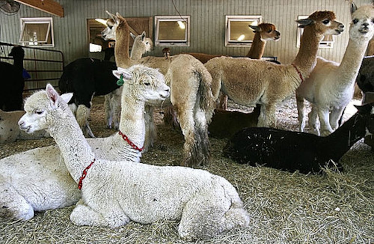 Alpaca farm in Snellville