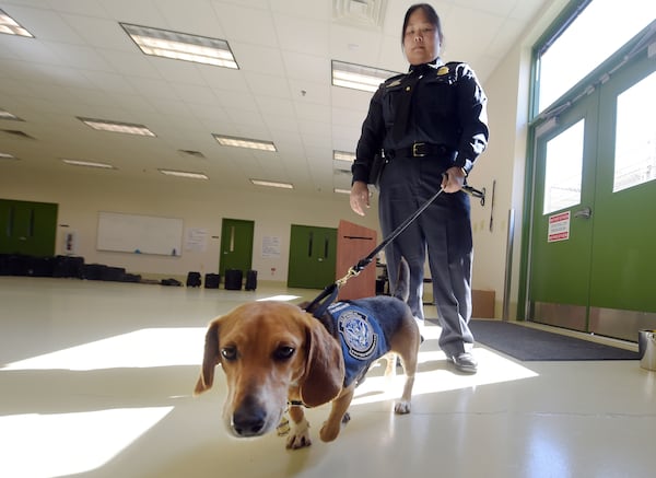 MARCH 16, 2017  NEWNAN U.S. Customs and Border Protection  Agriculture Specialist Amabelle Gella and âMurray,â K9 Beagle, perform a search during a demonstration at the National Detector Dog Training Center in Newnan, Thursday, March 16, 2017.  Murray was rescued in the Northeast Georgia Animal Shelter after sustaining obvious injuries. After his rescue, he was trained as an agriculture detector dog through the USDA.  He'll work at Hartsfield Jackson International Airport. KENT D. JOHNSON/AJC