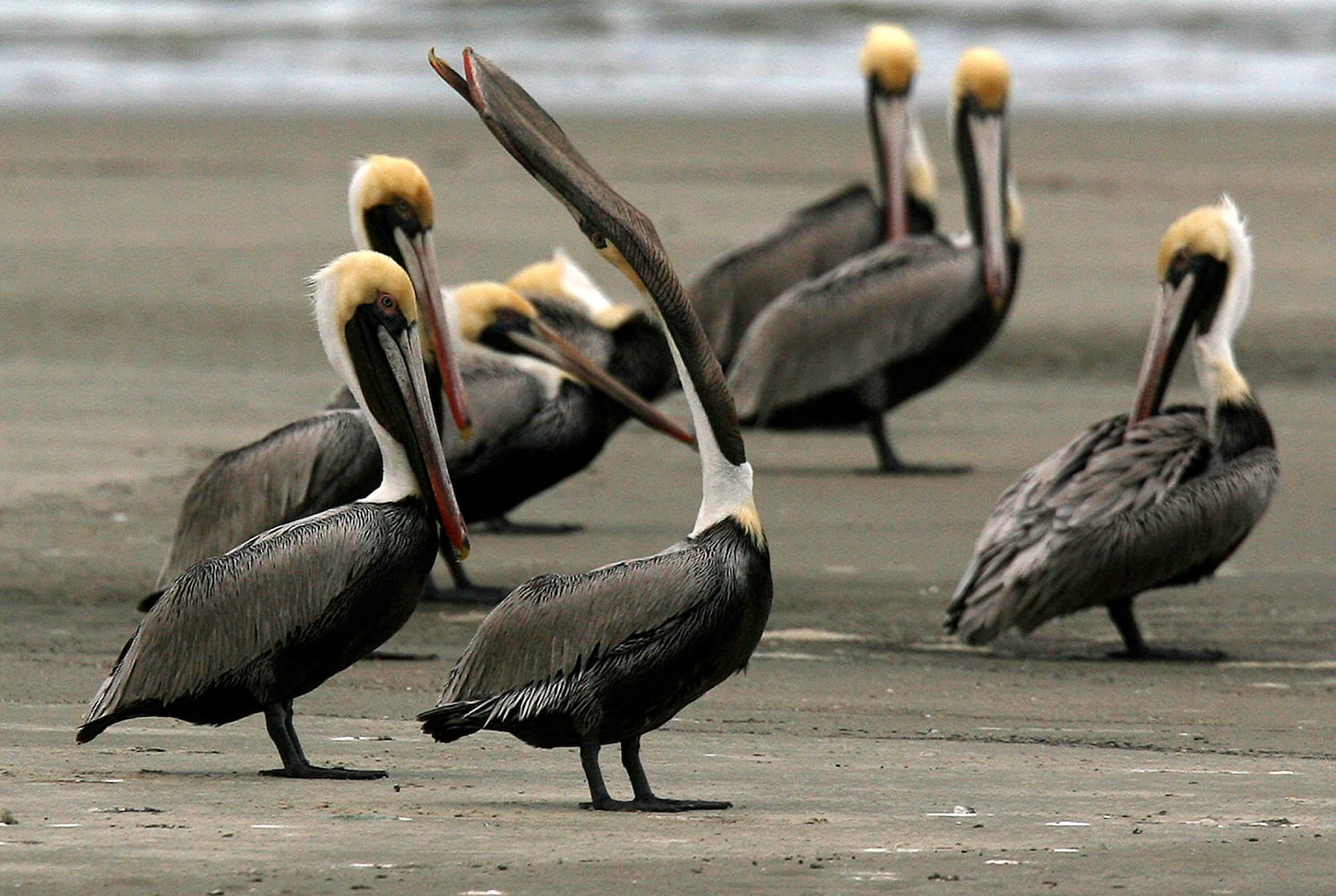 Coastal birds of Georgia