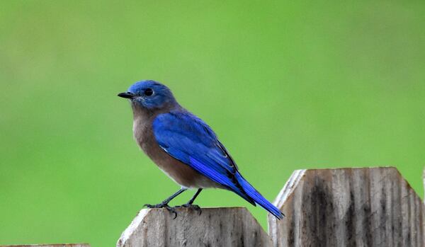 During the pandemic, Dorrie Toney began birdwatching in earnest. She purchased a camera and put feeders in her backyard to capture images of birds like this Eastern  Bluebird. She is a backyard birder largely because of cautionary tales from other Black birders. Image Credit: Dorrie Toney