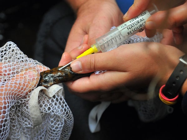 July 31, 2012 Union, GA: DNR technician Theresa Stratmann injects a micro chip into a hellbender caught from a creek in the Chattahoochee National Forest near Union, GA. Hellbenders, unique to mountains of eastern United States, are one of the largest salamanders in the world, and can reach 2 feet long. The chip will help biologist identify the hellbender in the future. BRANT SANDERLIN / BSANDERLIN@AJC.COM