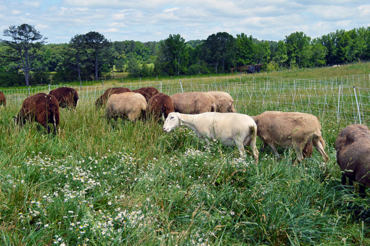 Taking a tour of Many Fold Farm