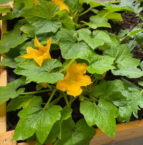 Adrienne Zinn has a vegetable garden growing on her 34th floor condo balcony. She shared this photo of yellow squash and zucchini blossoms from May 2020.