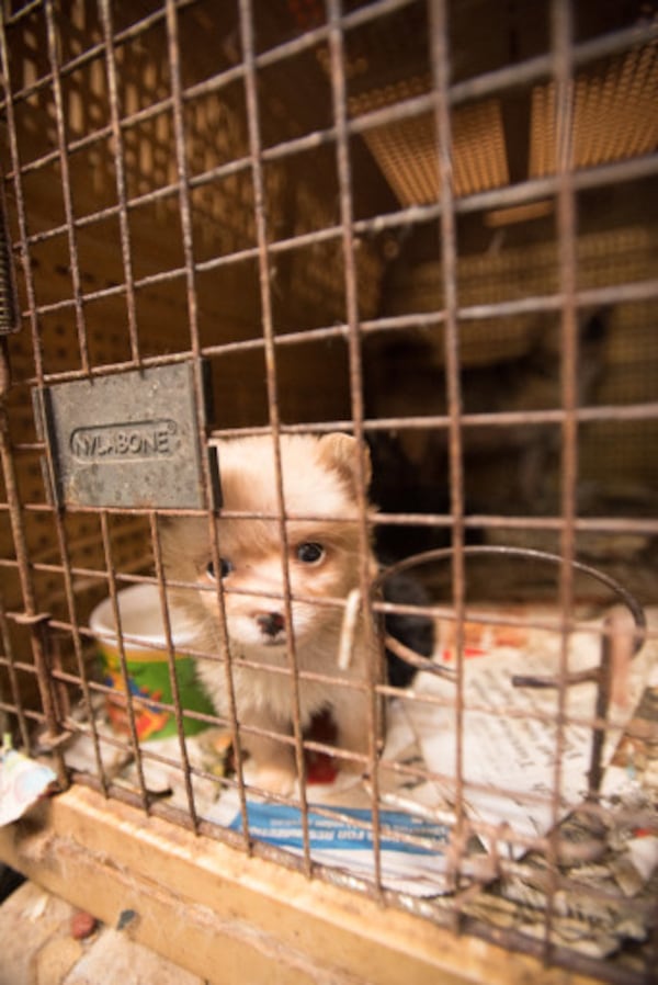 Several animals were rescued from 'deplorable' conditions they survived  in Habersham County. (Credit: Frank Loftus/ The HSUS)