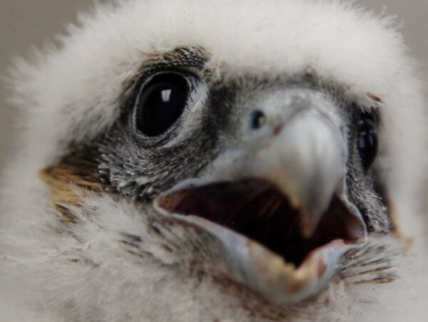 Wildlife biologists from the Ohio Department of Natural Resource band two young Peregrine falcons on Monday in this file photo. A female named Torpedo and a male named Apache hatched atop the Liberty Tower in downtown Dayton.