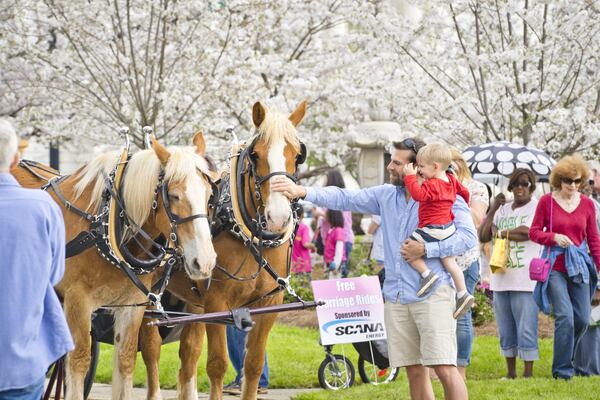 Macon celebrates spring and its numerous Yoshino cherry trees with the annual International Cherry Blossom festival.
Courtesy of Explore Georgia