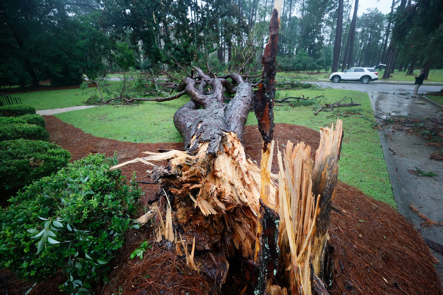 A massive pine tree stands in the yard of a home near Valdosta State University, showing the aftermath of Tropical Storm Debby’s path through south Georgia on Monday, August 5, 2024.
(Miguel Martinez / AJC)