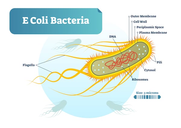 E Coli bacteria micro biological vector illustration cross section labeled diagram. Medical research information poster. Inner bacterial structure.