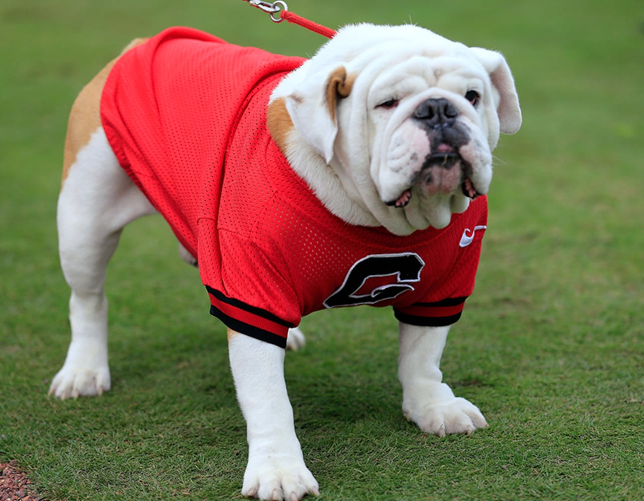 Georgia Bulldogs