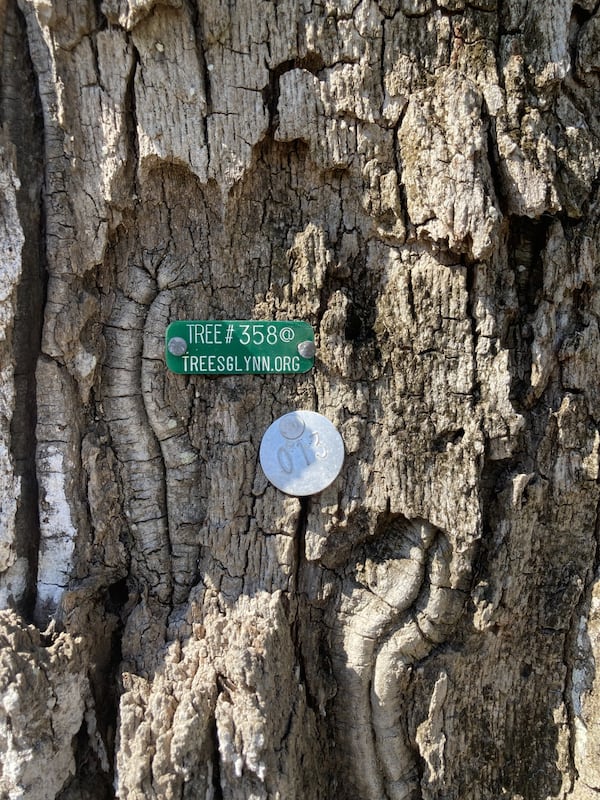 The 17 live oak trees at Old Stables Corner are tagged and registered with the Live Oak Society, a national registry of live oak trees. (Adam Van Brimmer/AJC)