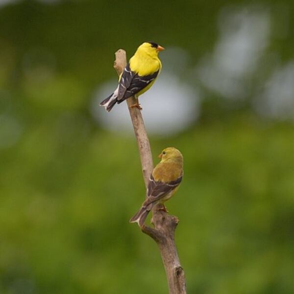 "I don't know what these birds are called, but they are pretty," wrote Emma Williams.