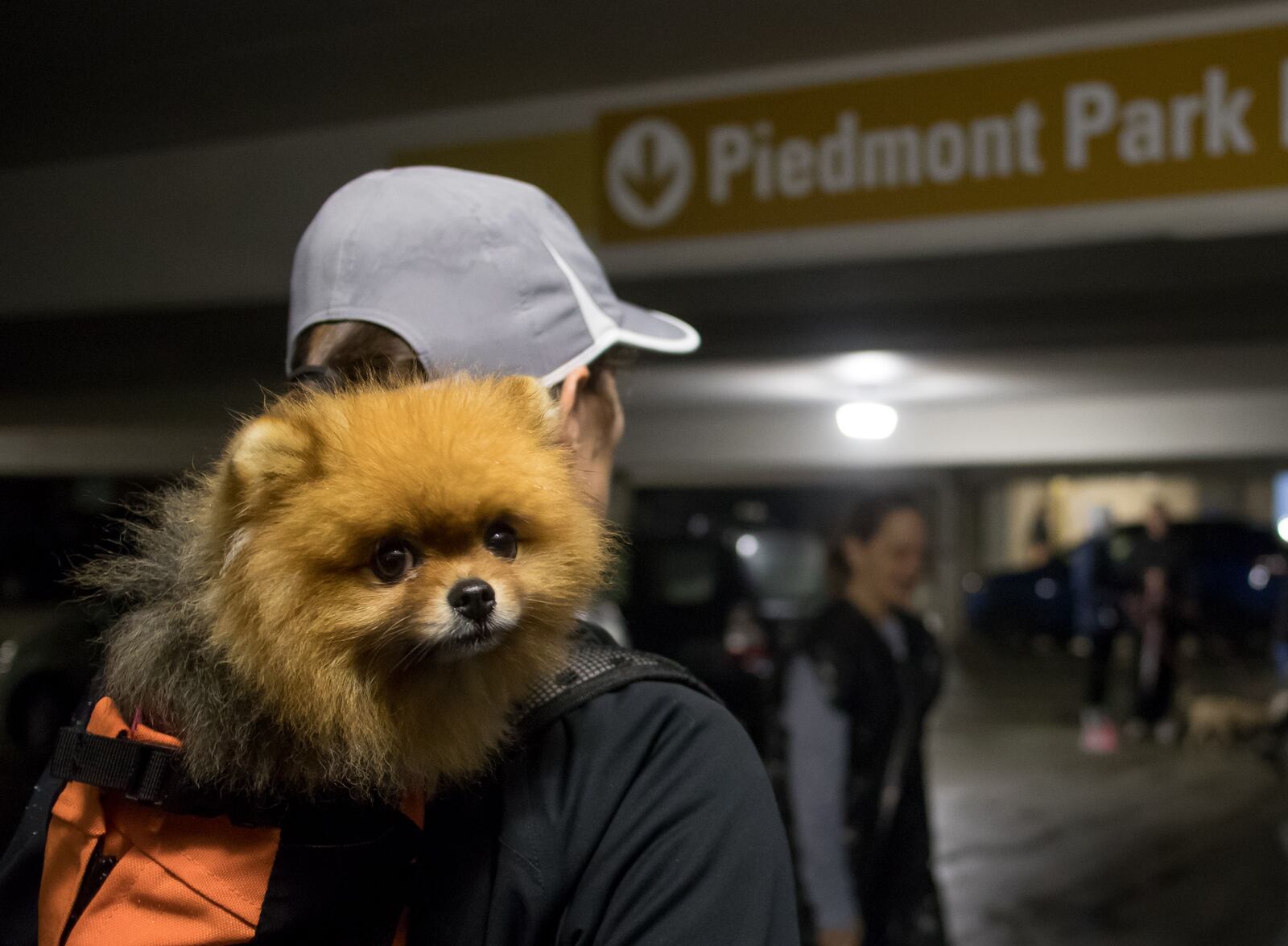 Carol Mulderink has her dog loaded into a backpack in preparation for the start of the Piedmont Park Conservancy's 5th Year Anniversary of the Doggie Dash in Piedmont Park on Sunday, March  11, 2018. STEVE SCHAEFER / SPECIAL TO THE AJC