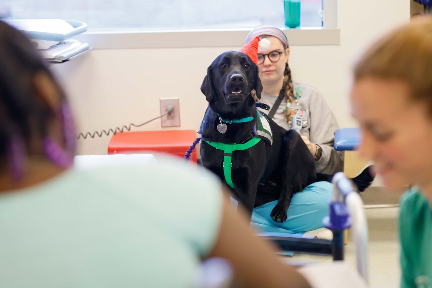 Children's new therapy dog