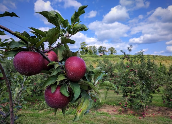 Apples from B.J. Reece Orchards. Courtesy of Kristen Fountain