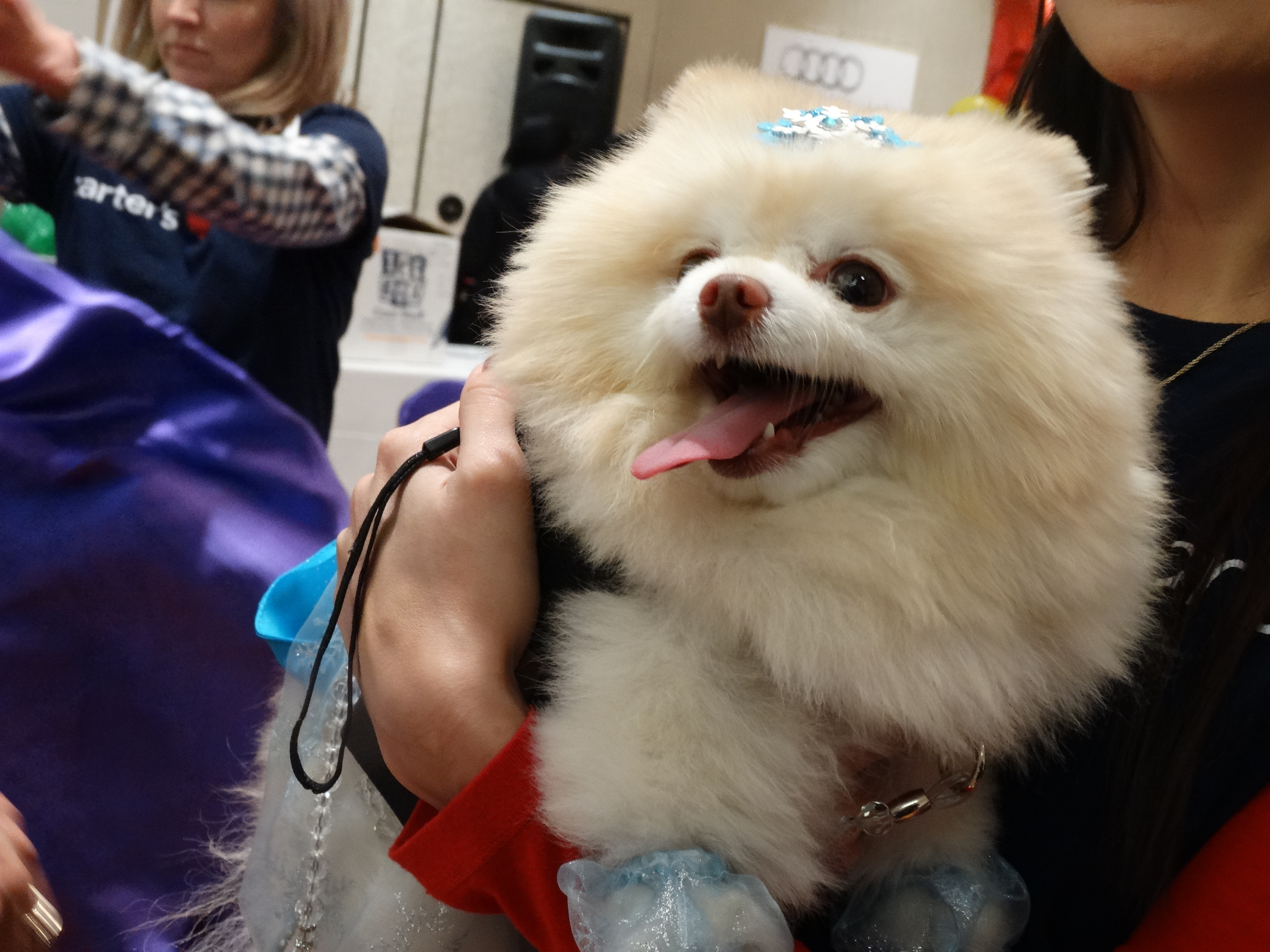 The Bert's Big Adventure featured therapy dogs, a cat and even a rabbit. CREDIT: Rodney Ho/rho@ajc.com