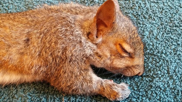 A grey squirrel under anesthesia had to have its tail untangled from its siblings tails.