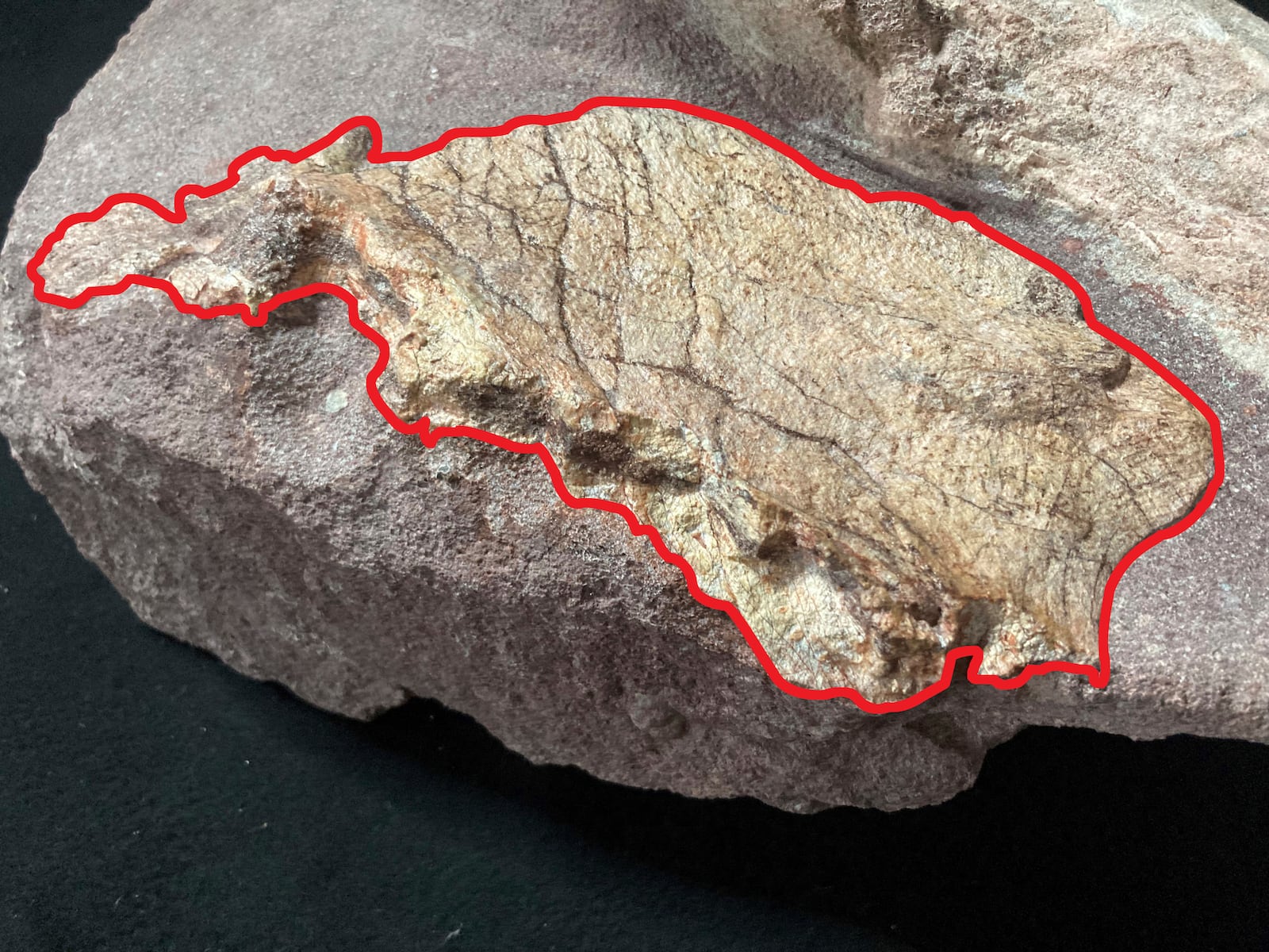 This undated handout photo shows the dinosaur bone fossils discovered at Port Island, with the fossil specimen outlined in red. (Hong Kong's Antiquities and Monuments Office)