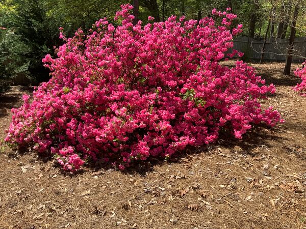 Gerald Brand submitted this photo he called "Springtime in Snellville."