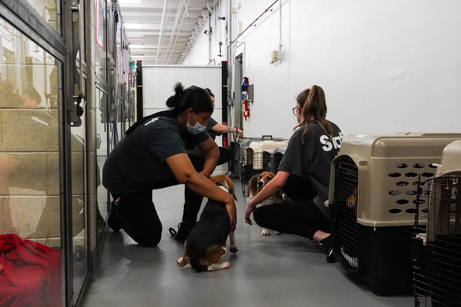 Atlanta Humane Society rescues dozens of dogs from animal testing breeding facility