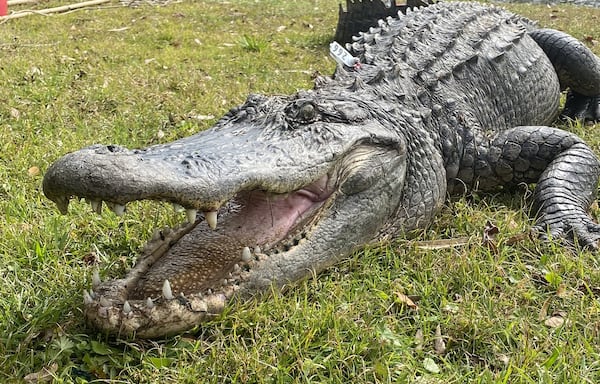 Coastal gator teeth photo:
A coastal alligator with a full set of teeth. An alligator normally has about 80 teeth, and constantly loses and replaces them throughout its life. (UGA Marine Extension and Georgia Sea Grant)