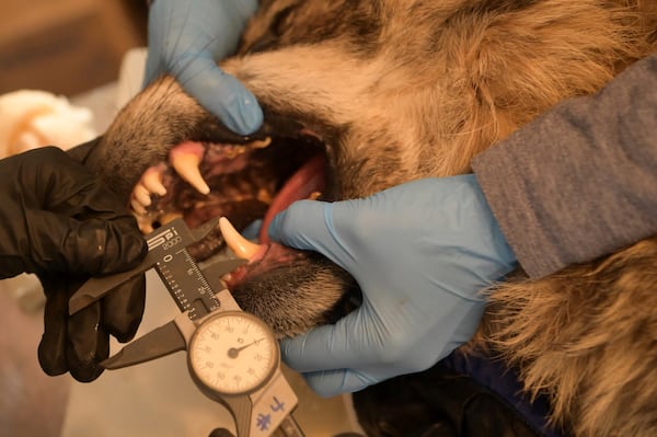 This Jan. 30, 2025, image provided by the Arizona Game and Fish Department shows a member of the Mexican gray wolf recovery team measuring the teeth of a wolf that was captured during an annual population survey near Alpine, Arizona. (Arizona Game and Fish Department via AP)