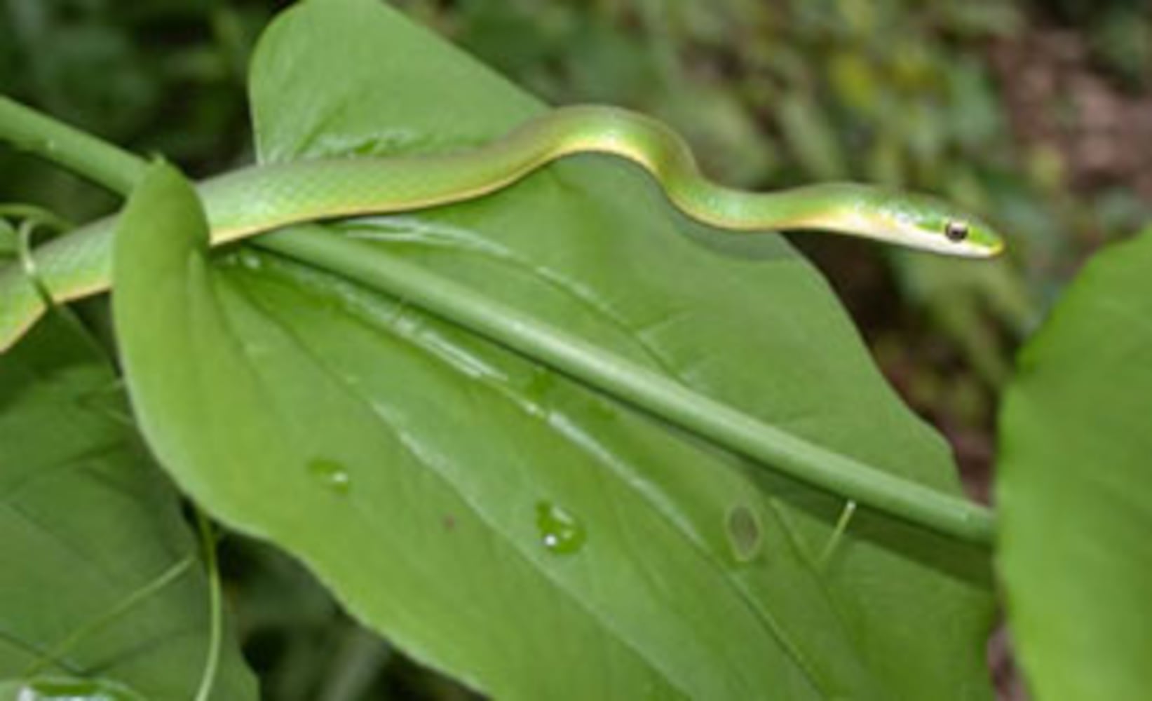 Georgia non-venomous snakes