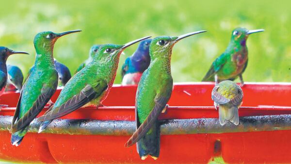 Three of the four Jocotoco reserves we visited had feeders jammed with a rich variety of hummingbirds. (Doug Hansen)