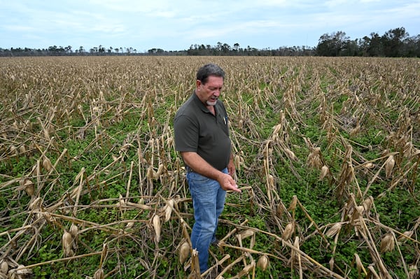 Lamar Vickers shows the heavily damaged corn field caused by Hurricane Helene at Vickers Farms on Oct. 1 in Nashville, GA. Vickers farms in partnership with his brother, Lamar, his brother Carlos and son Bradley grow blueberries, watermelons, tobacco, peanuts, cotton and corn. (Hyosub Shin/AJC)