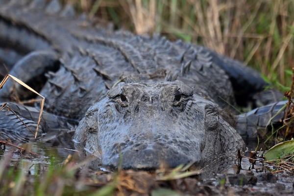 An alligator surfaces in the Okefenokee Swamp near Folkston, Ga. Last month, the Georgia Environmental Protection Division released draft permits for a 582-acre mine that would extract titanium and other minerals from the ancient sand dunes on the swamp’s eastern border. Staff photo by Hyosub Shin / Hyosub.Shin@ajc.com