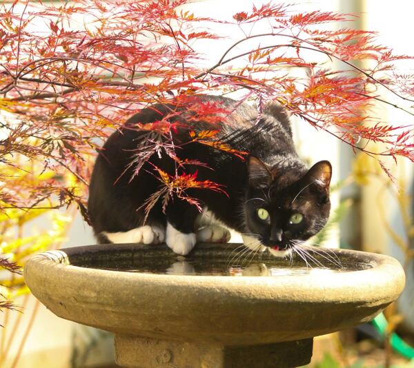 "This is my “grand cat” from next door who comes over to terrorize the birds and partake of the bird feeder water," wrote Carol Collins. "She loves sneaking around and peering through the branches. Polly is a bad girl!"