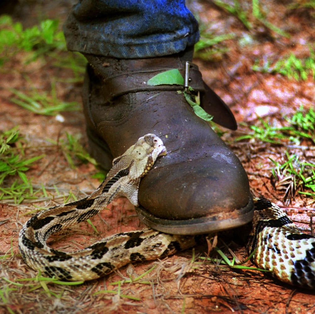 Venomous snakes of Georgia