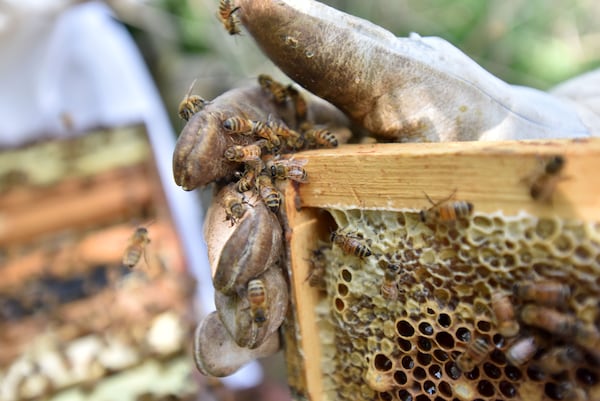  Honeybees move around a hive om a backyard garden . HYOSUB SHIN / HSHIN@AJC.COM