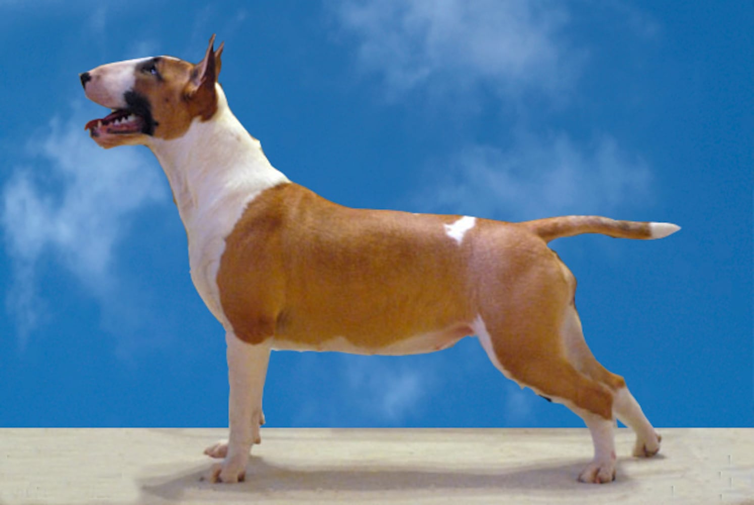 17 least-intelligent dog breeds