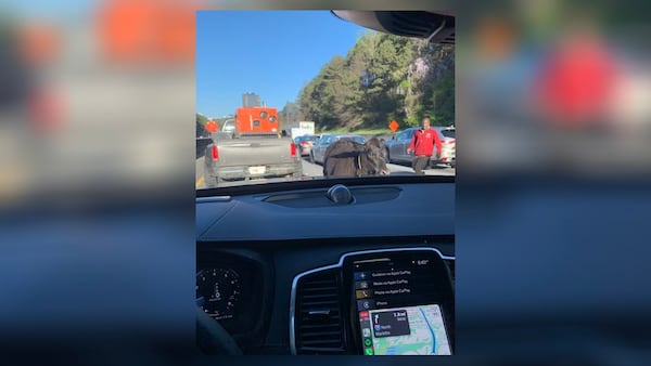 A man chases a cow that got loose Saturday morning in the westbound lanes of I-285.