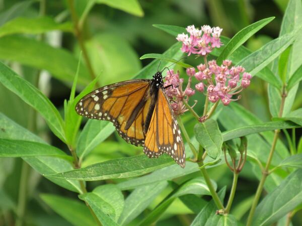 A monarch butterfly with wings outstretched, showing off its famous orange and black colors.