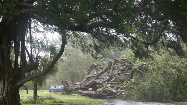 A large tree blocks a residential street as Hurricane Irma passes by, Sunday, Sept. 10, 2017, in Coral Gables, Fla. (AP Photo/Wilfredo Lee)