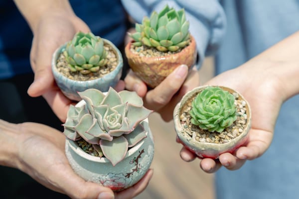 The North Atlanta Home Show features house plants and tips on care from Gwinnett Technical College and the Gwinnett County Master Gardeners Association. Courtesy of North Atlanta Home Show